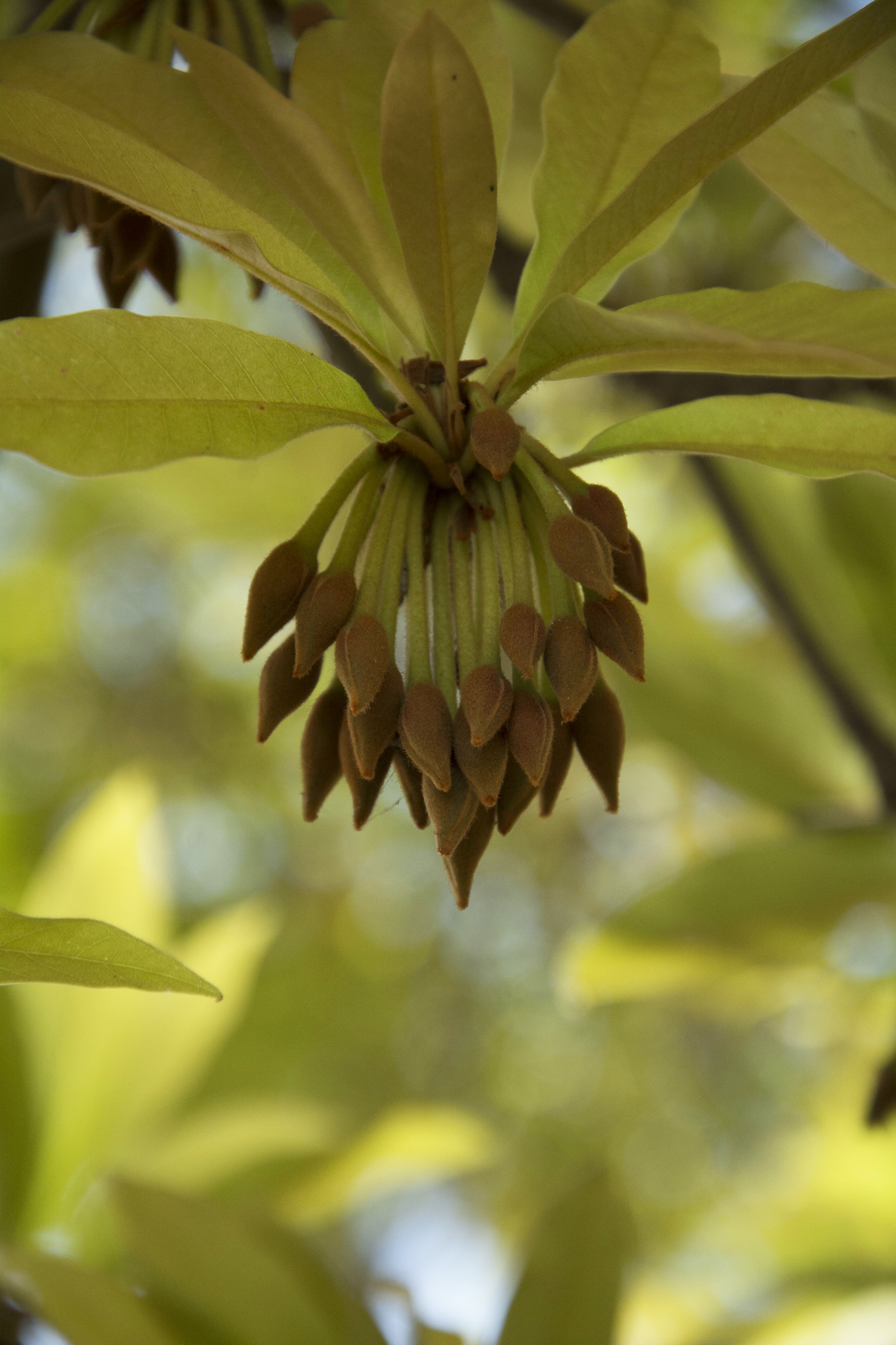Madhuca longifolia var. longifolia