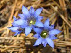 Gentiana zollingeri
