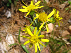 Tephroseris kirilowii