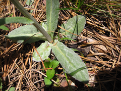 Tephroseris kirilowii