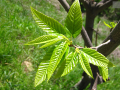 Castanea crenata