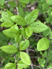 Forestiera ligustrina