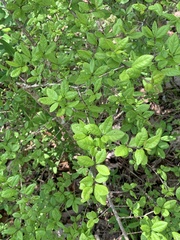 Forestiera ligustrina