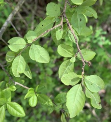 Forestiera ligustrina