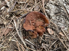 Discinaceae