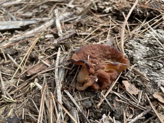 Discinaceae