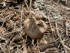 Discinaceae