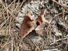 Discinaceae