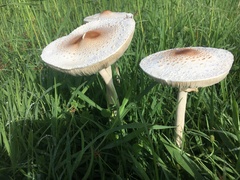 Macrolepiota dolichaula
