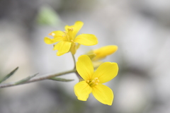 Physaria engelmannii