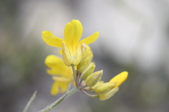 Physaria engelmannii