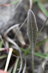 Physaria engelmannii