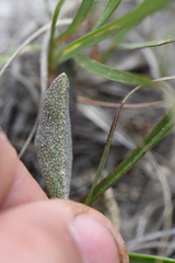 Physaria engelmannii