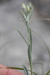 Physaria engelmannii