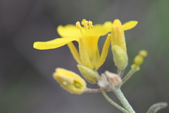 Physaria engelmannii