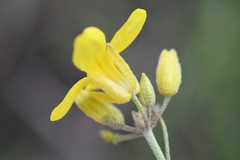 Physaria engelmannii