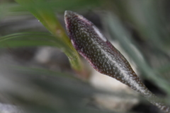 Physaria engelmannii
