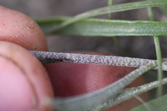 Physaria engelmannii