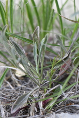 Physaria engelmannii