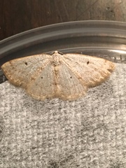 Lomographa glomeraria