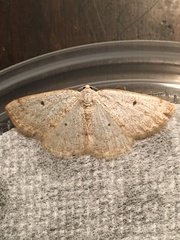 Lomographa glomeraria