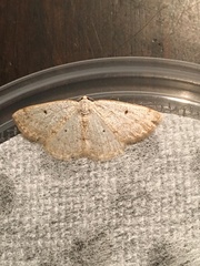 Lomographa glomeraria