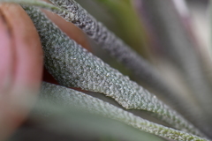 Physaria engelmannii