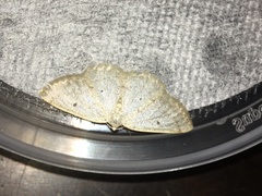 Lomographa glomeraria