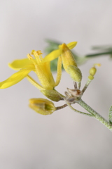 Physaria engelmannii