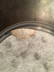 Lomographa glomeraria