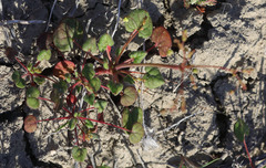 Eriogonum clavatum