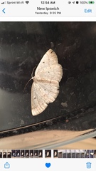 Lomographa glomeraria