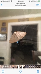 Lomographa glomeraria