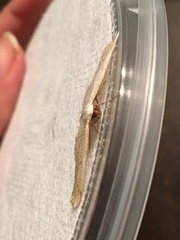 Lomographa glomeraria