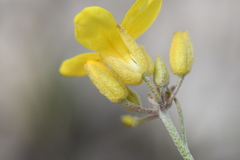 Physaria engelmannii