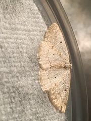 Lomographa glomeraria