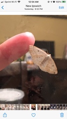 Lomographa glomeraria