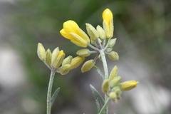 Physaria engelmannii