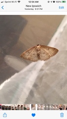 Lomographa glomeraria