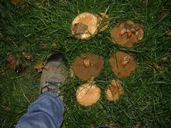 Hortiboletus bubalinus