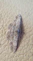 Psilalcis isombra