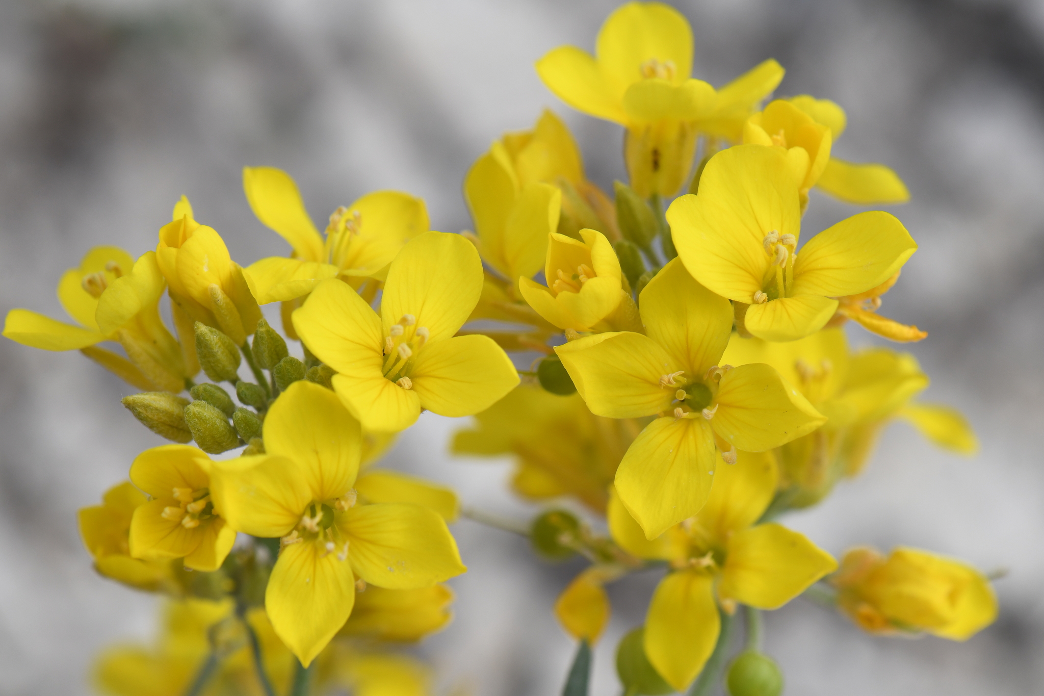 Physaria engelmannii