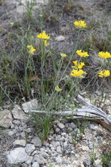 Physaria engelmannii