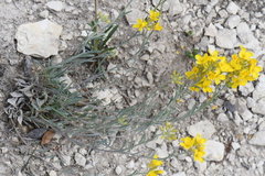 Physaria engelmannii