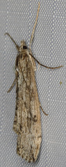 Evergestis angustalis