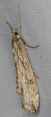 Evergestis angustalis