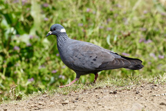 Columba albitorques