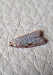 Meritastis piperata
