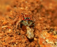 Stenaelurillus lesserti