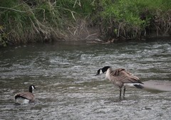 Branta canadensis